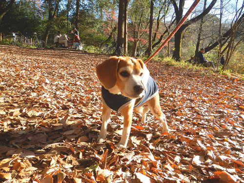 東京都練馬区石神井公園のビーグル犬「サクラ」ちゃんのご紹介です。