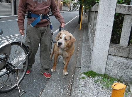 うちの犬 のご紹介 東京中野区内のワンちゃんのご紹介